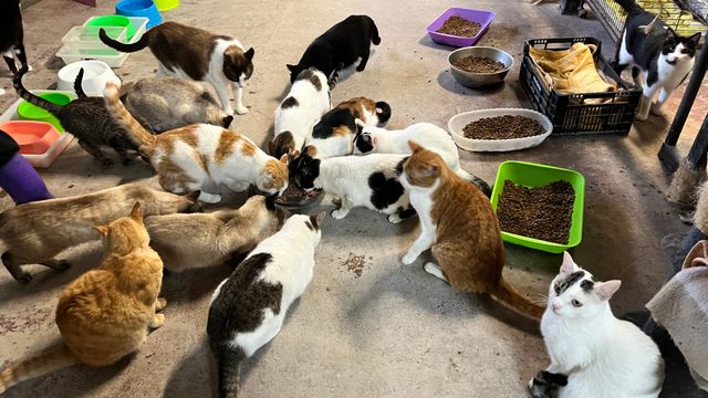Soporte para Teléfono Móvil de escritorio