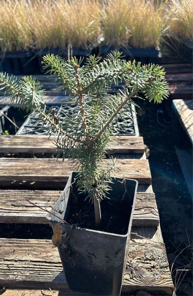 Abies Pinsapo / Abeto español