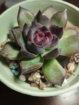 Suculenta black Bear corea. Importada.