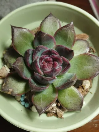 Suculenta black Bear corea. Importada.