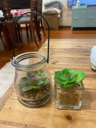 Dos plantas adorno pequeñas
