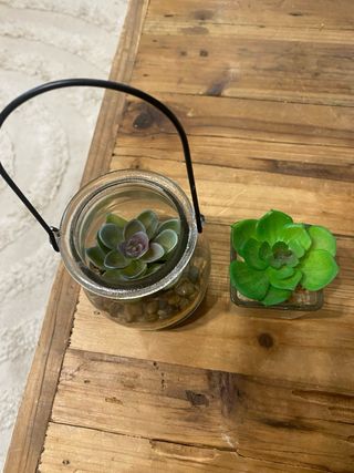 Dos plantas adorno pequeñas