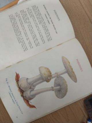 HONGOS comestibles y venenosos