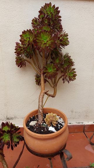 Planta