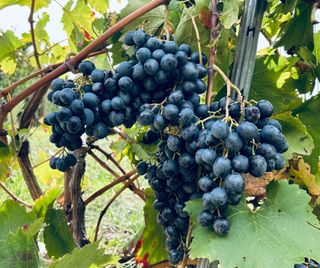 Variedad de uva Black Magic