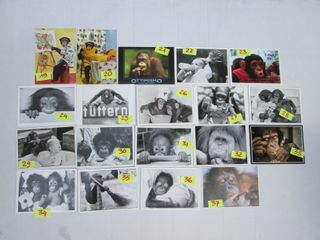SCIMMIA SCIMMIETTA CARTOLINA 10 X15 collezione