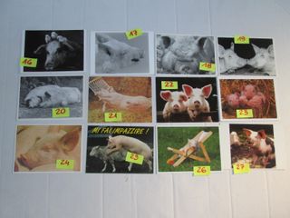 CARTOLINA MAIALI MAIALINI 10 X15 collezione vintag