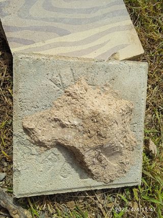 Lote baldosas hidraulicas antiguas