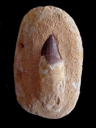 Fosil mosasaurio en matriz