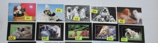 CANI CAGNOLINI CARTOLINA 10 X15 collezione vintage