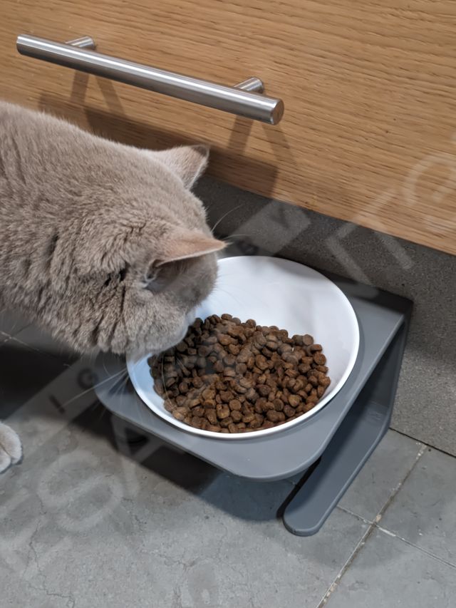 Comedero inclinado para mascotas (perros y gatos)