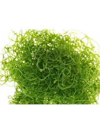 Alga chaeto acuario marino