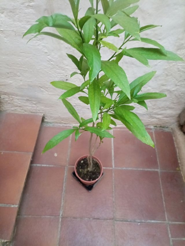 Estupenda dama de noche.