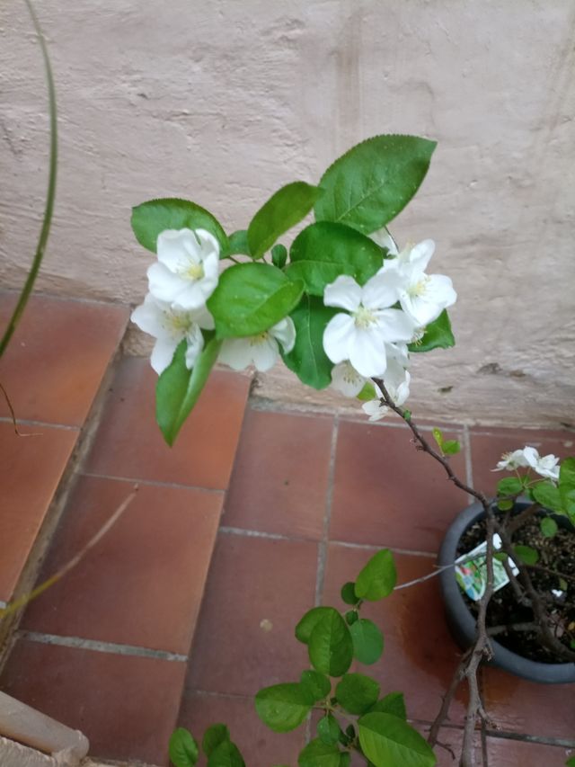 Malus ,Manzano Japones.