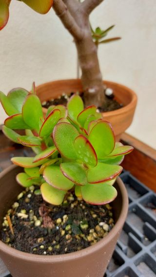 Planta