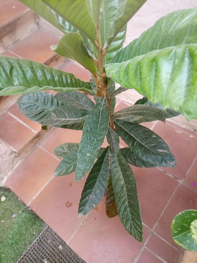 Árbol Níspero grande