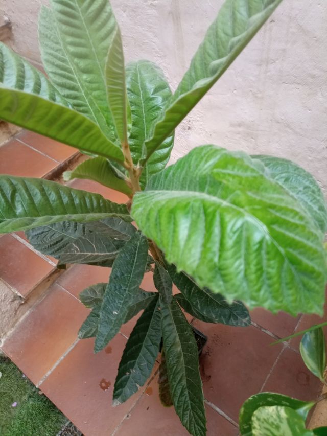 Árbol Níspero grande