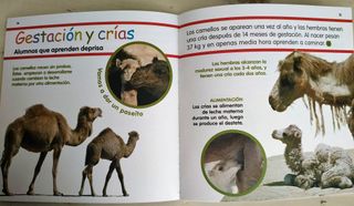 EL CAMELLO Mis animales favoritos Libro d 4/8 años