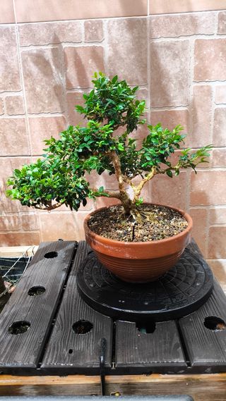 Bonsai Buxus sempervirens boj