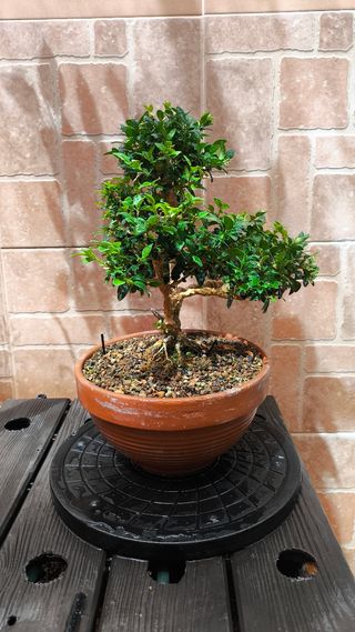Bonsai Buxus sempervirens boj