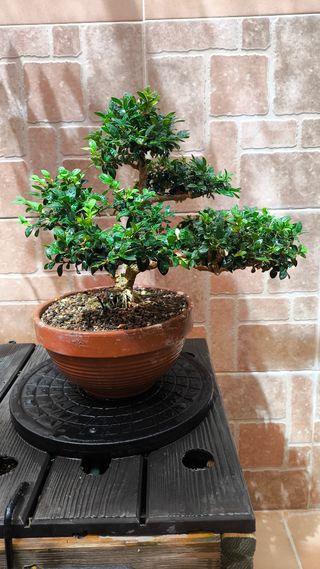 Bonsai Buxus sempervirens boj