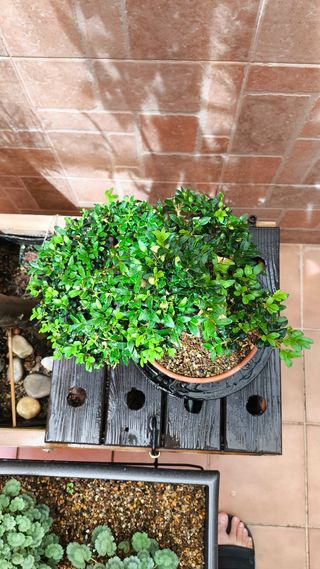 Bonsai Buxus sempervirens boj