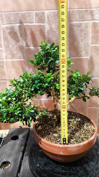 Bonsai Buxus sempervirens boj