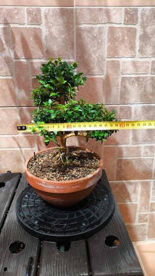 Bonsai Buxus sempervirens boj