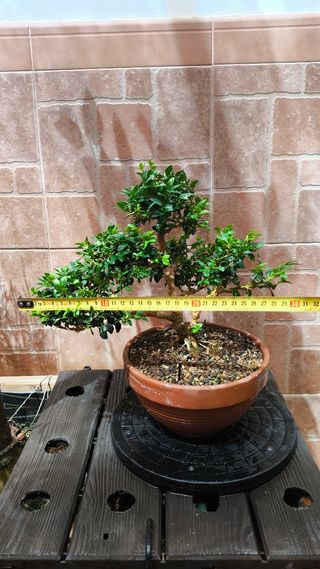 Bonsai Buxus sempervirens boj