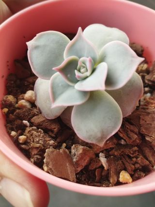 Sedum sinforosanum - mexico