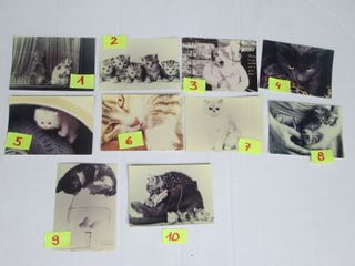 Gatto gattini foto 9x13 collezione vintage