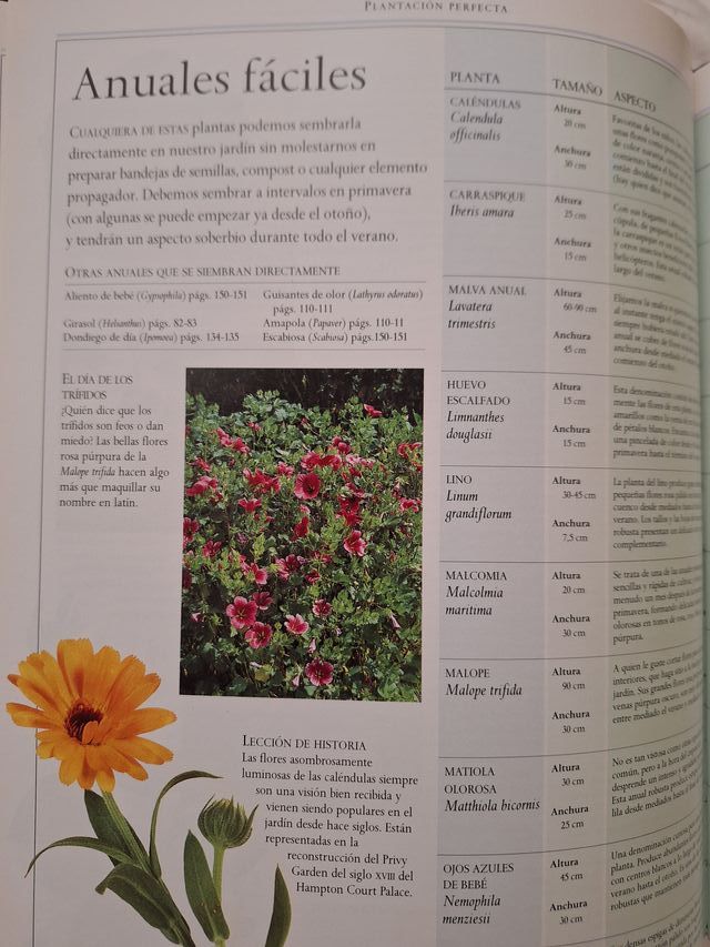 Jardinería con flores - plantas