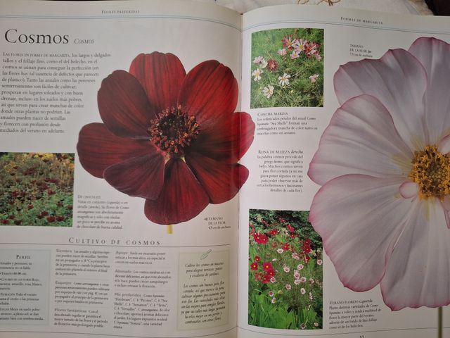 Jardinería con flores - plantas