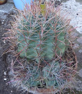 Grande ferocactus pianta grassa