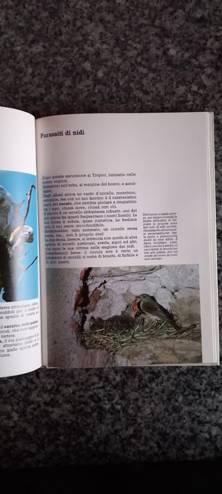 Gli Uccelli I signori dell'aria Mondona