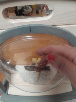 Bellissimo addobbo acquario