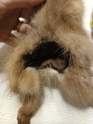 Sciarpa (collo) di volpe