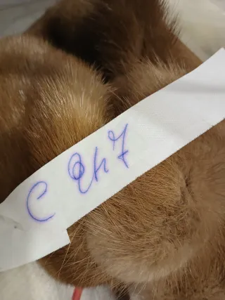 Sciarpa (collo) di volpe