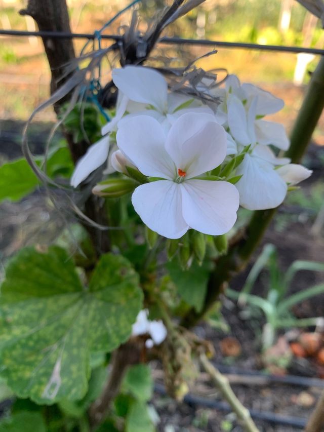 Esquejes de geranios