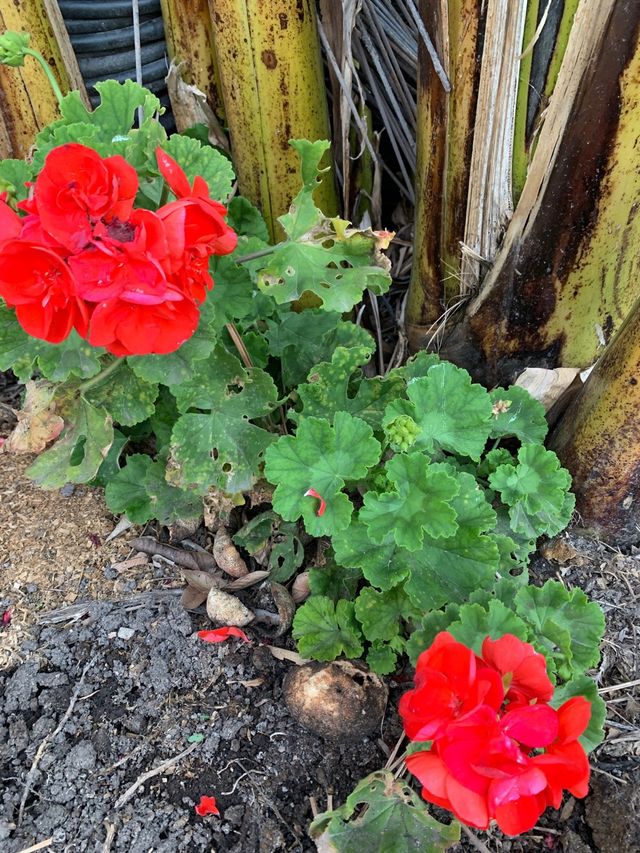 Esquejes de geranios