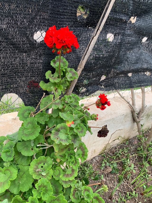 Esquejes de geranios