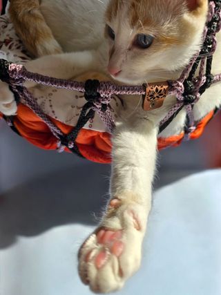 Hamaca gato macramé
