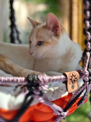 Hamaca gato macramé