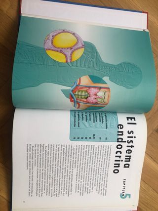Libro niño adolescente El cuerpo Humano