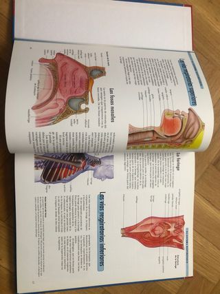 Libro niño adolescente El cuerpo Humano
