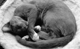 Nikon nikkor AF 50mm 1.8f objetivo