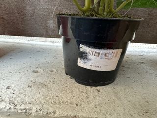Lote macetas no incluye la planta