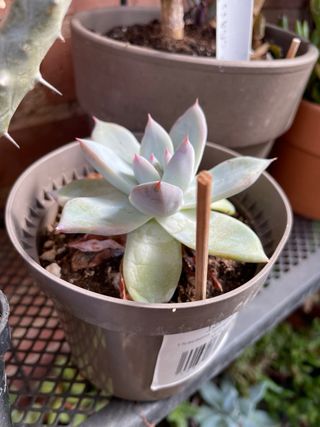 SUCULENTA ECHEVERIA