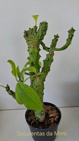 Euphorbia neriifolia Kina