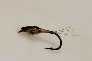 NINFAS Y LARVAS PARA PESCA CON MOSCA